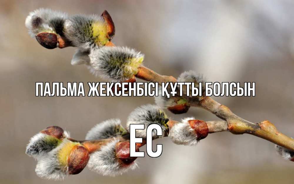Күн сайын ашық хат с именем, Ес Пальма жексенбісі құтты болсын Верба Онлайн тегін жүктеп алу тілектері бар керемет карта 