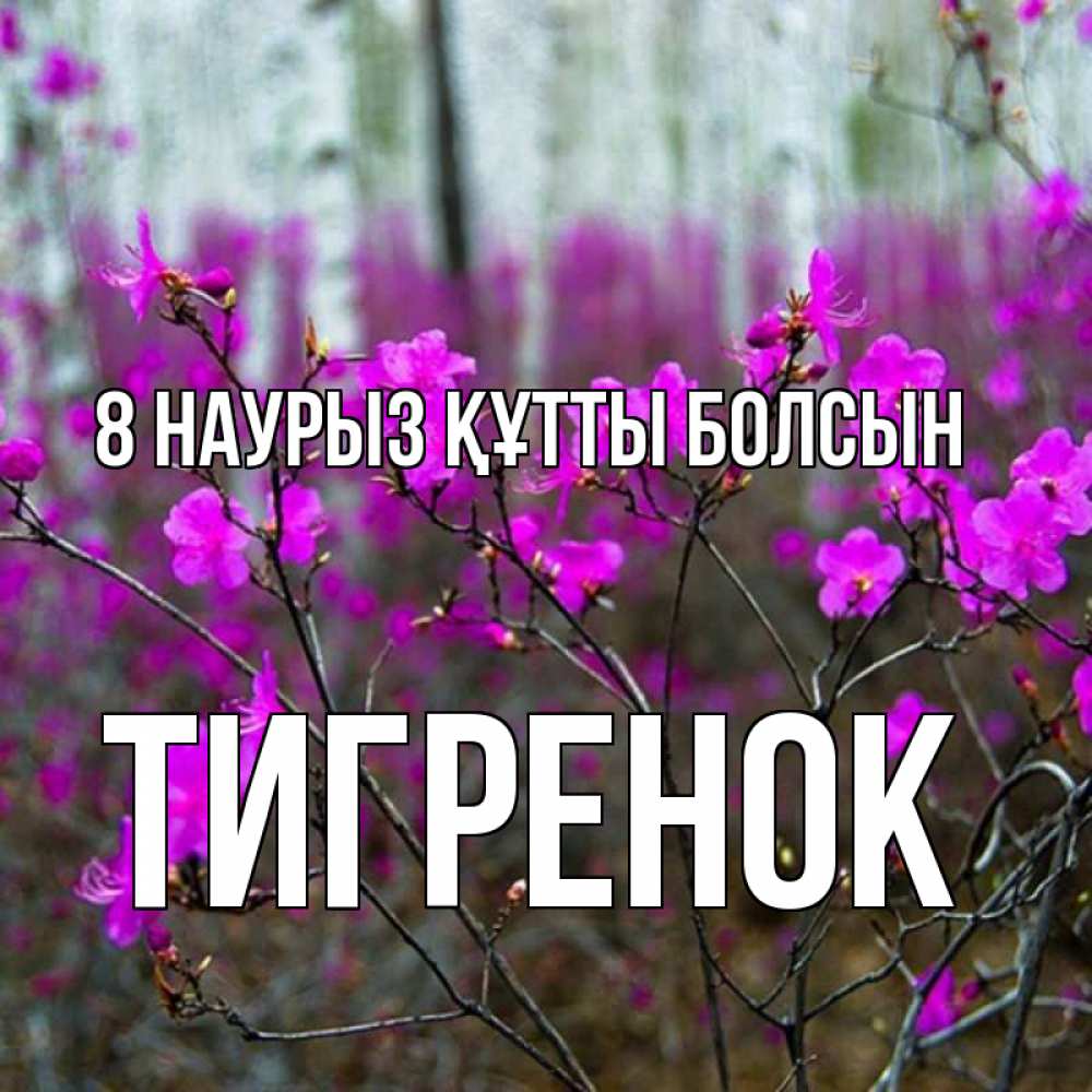 Күн сайын ашық хат с именем, Тигренок 8 наурыз құтты болсын дикие цветы Онлайн тегін жүктеп алу тілектері бар керемет карта 