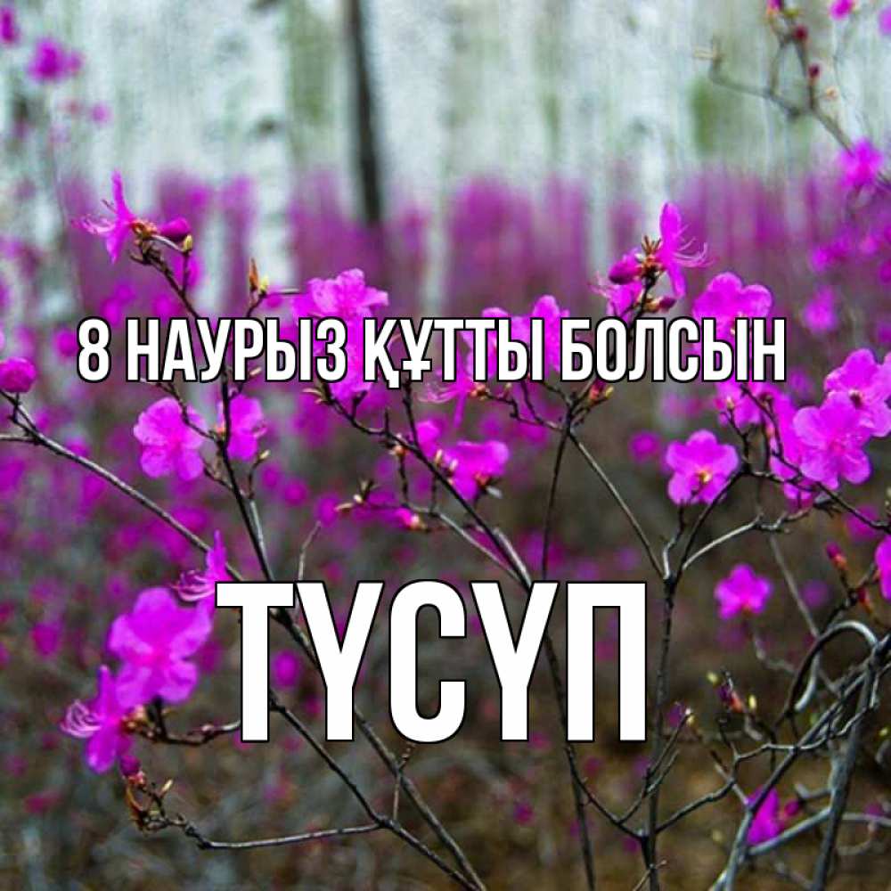 Күн сайын ашық хат с именем, ТҮСҮП 8 наурыз құтты болсын дикие цветы Онлайн тегін жүктеп алу тілектері бар керемет карта 
