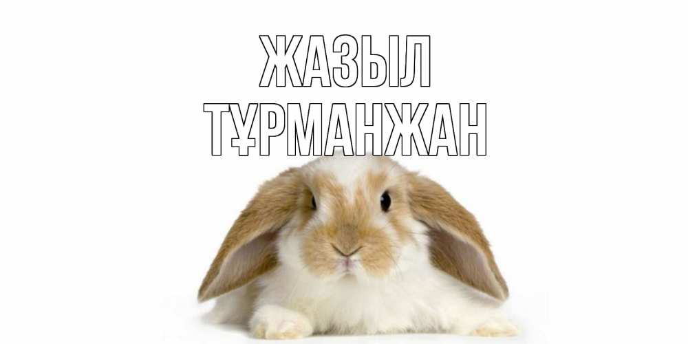Күн сайын ашық хат с именем, ТҰРМАНЖАН Жазыл вислоухий кролик белого и коричневого цвета Онлайн тегін жүктеп алу тілектері бар керемет карта 