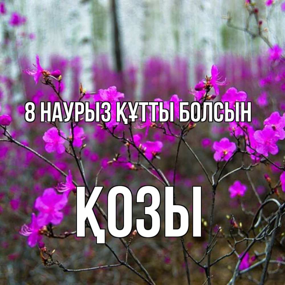 Күн сайын ашық хат с именем, Қозы 8 наурыз құтты болсын дикие цветы Онлайн тегін жүктеп алу тілектері бар керемет карта 