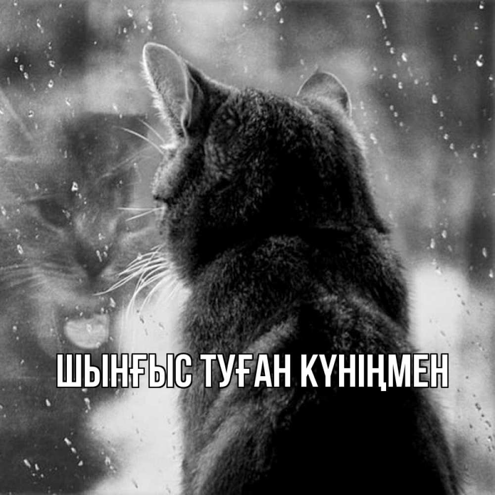 Картинка  с именем , ШЫНҒЫС! ТУҒАН КҮНІҢМЕН!