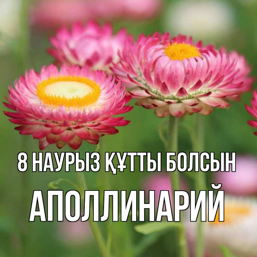 Күн сайын ашық хат с именем, Аполлинарий 8 наурыз құтты болсын подарок на международный женский день Онлайн тегін жүктеп алу тілектері бар керемет карта 