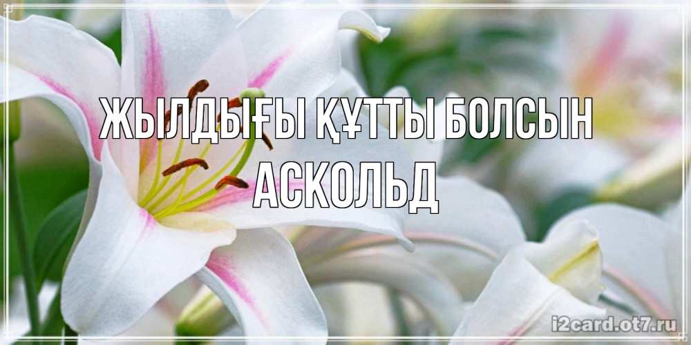 Күн сайын ашық хат с именем, Аскольд Жылдығы құтты болсын открытка с белой лилией Онлайн тегін жүктеп алу тілектері бар керемет карта 