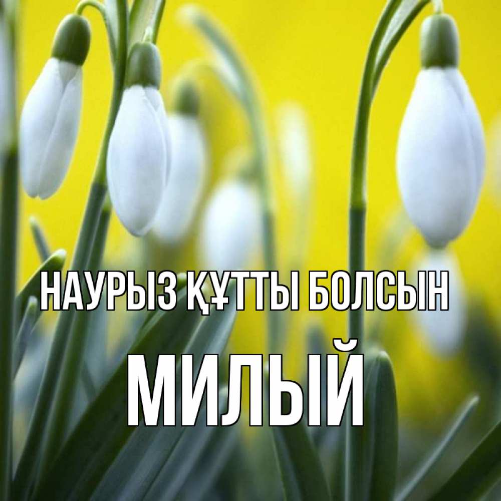 Күн сайын ашық хат с именем, Милый Наурыз құтты болсын весенние цветы Онлайн тегін жүктеп алу тілектері бар керемет карта 