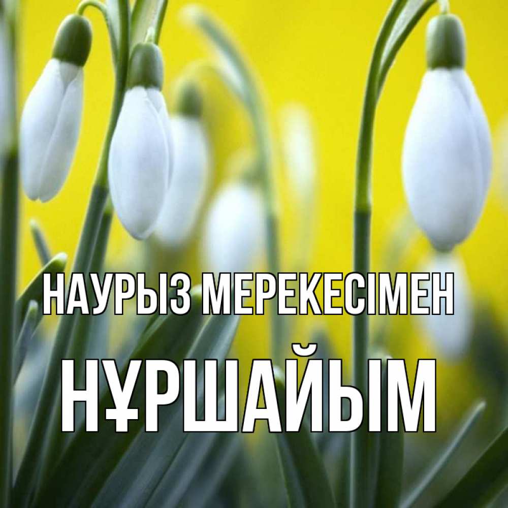 Күн сайын ашық хат с именем, НҰРШАЙЫМ Наурыз мерекесімен весенние цветы Онлайн тегін жүктеп алу тілектері бар керемет карта 