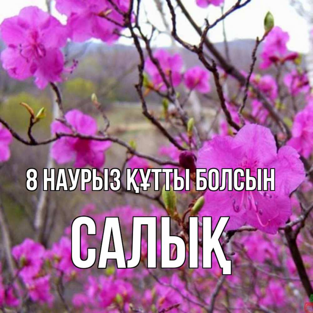 Күн сайын ашық хат с именем, САЛЫҚ 8 наурыз құтты болсын международный женский день Онлайн тегін жүктеп алу тілектері бар керемет карта 