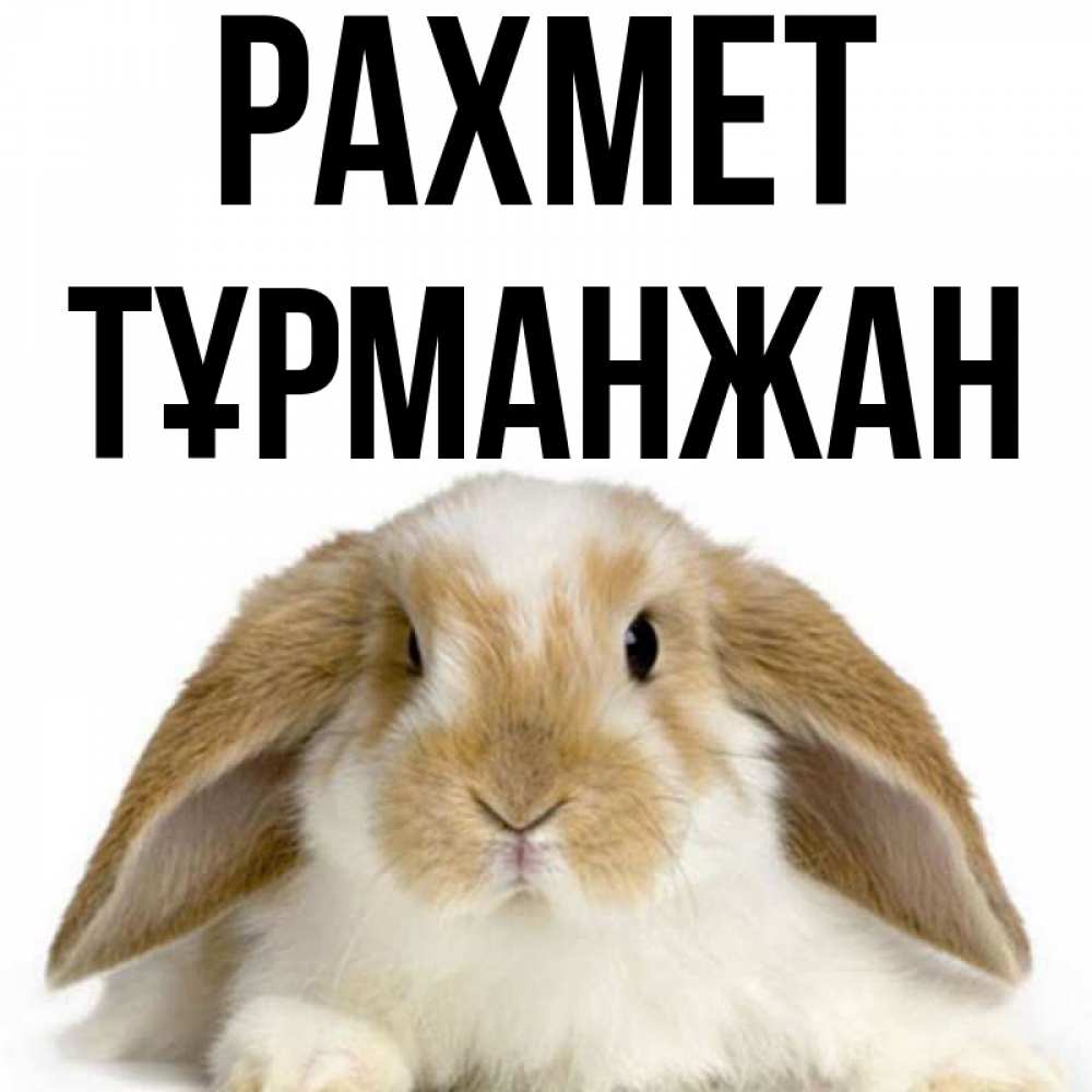 Күн сайын ашық хат с именем, ТҰРМАНЖАН рахмет коричнево белый заяц Онлайн тегін жүктеп алу тілектері бар керемет карта 