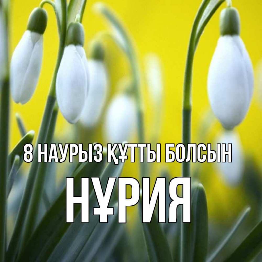 Күн сайын ашық хат с именем, НҰРИЯ 8 наурыз құтты болсын весенние цветы Онлайн тегін жүктеп алу тілектері бар керемет карта 