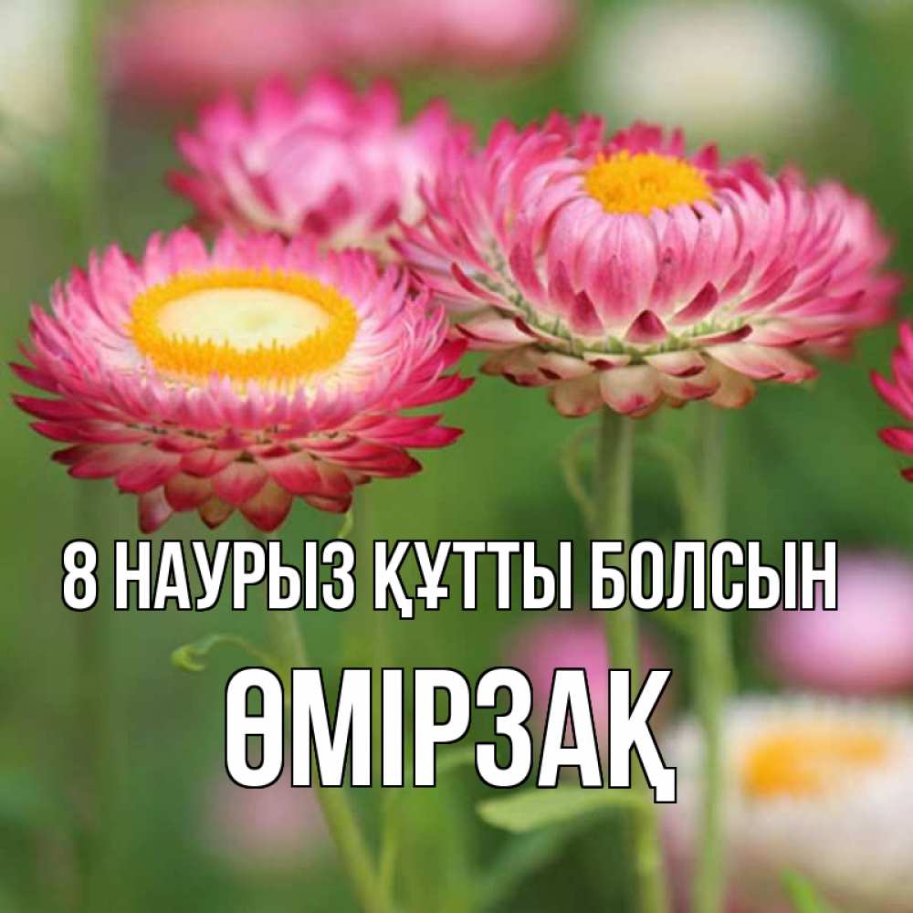 Күн сайын ашық хат с именем, ӨМІРЗАҚ 8 наурыз құтты болсын подарок на международный женский день Онлайн тегін жүктеп алу тілектері бар керемет карта 