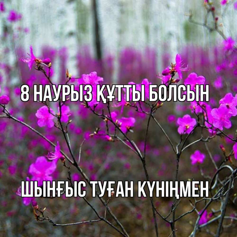 Картинка 8 наурыз құтты болсын, ШЫНҒЫС! ТУҒАН КҮНІҢМЕН!