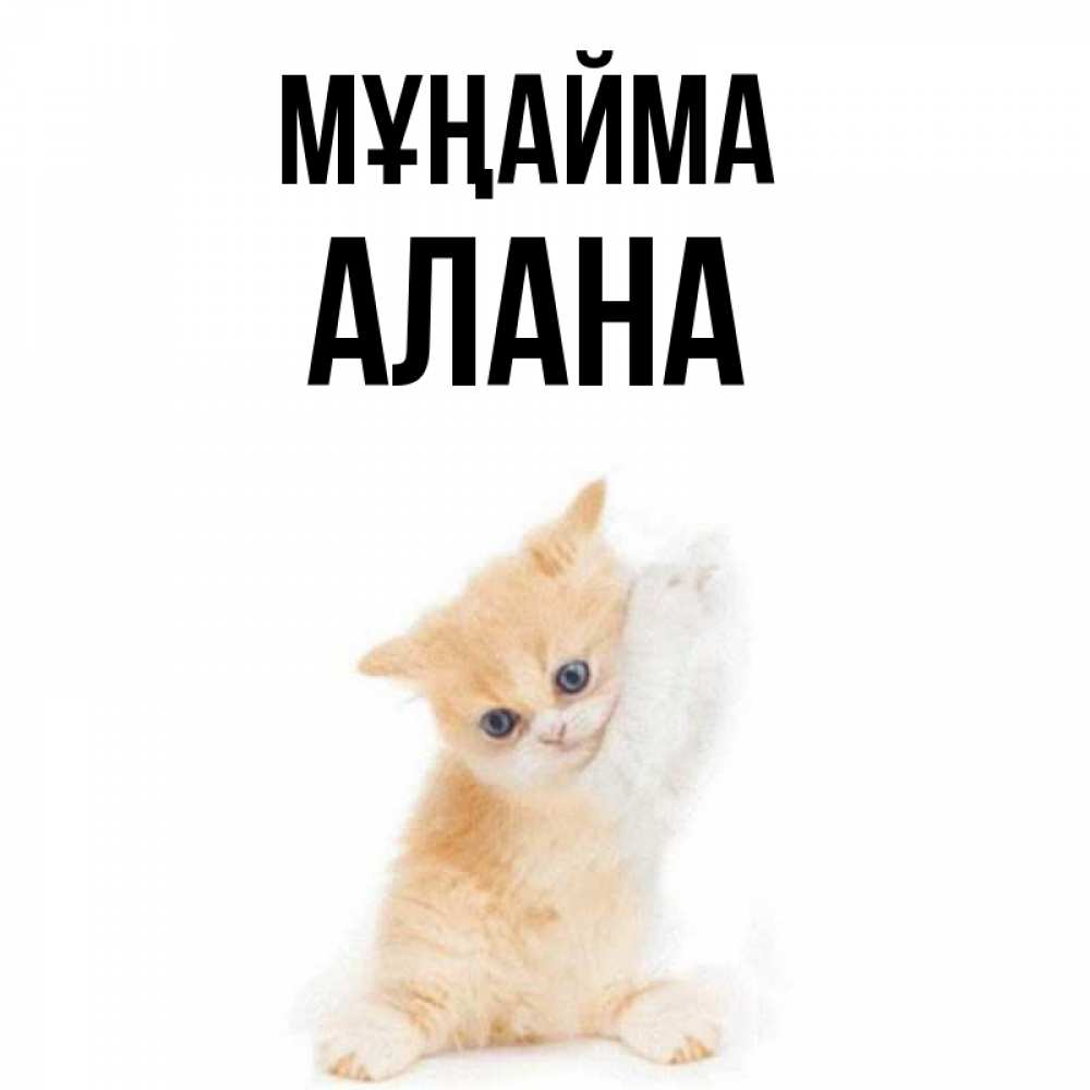 Күн сайын ашық хат с именем, Алана Мұңайма просящий кот Онлайн тегін жүктеп алу тілектері бар керемет карта 