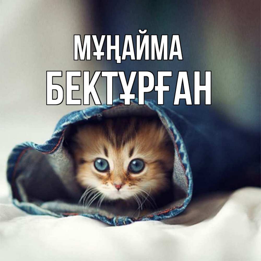 Күн сайын ашық хат с именем, Бектұрған Мұңайма кот в одежде Онлайн тегін жүктеп алу тілектері бар керемет карта 