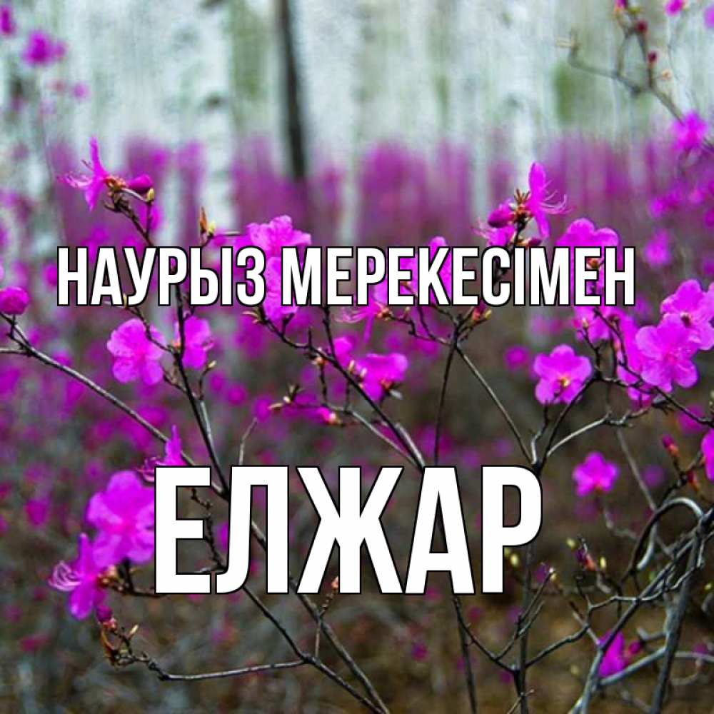 Күн сайын ашық хат с именем, Елжар Наурыз мерекесімен дикие цветы Онлайн тегін жүктеп алу тілектері бар керемет карта 