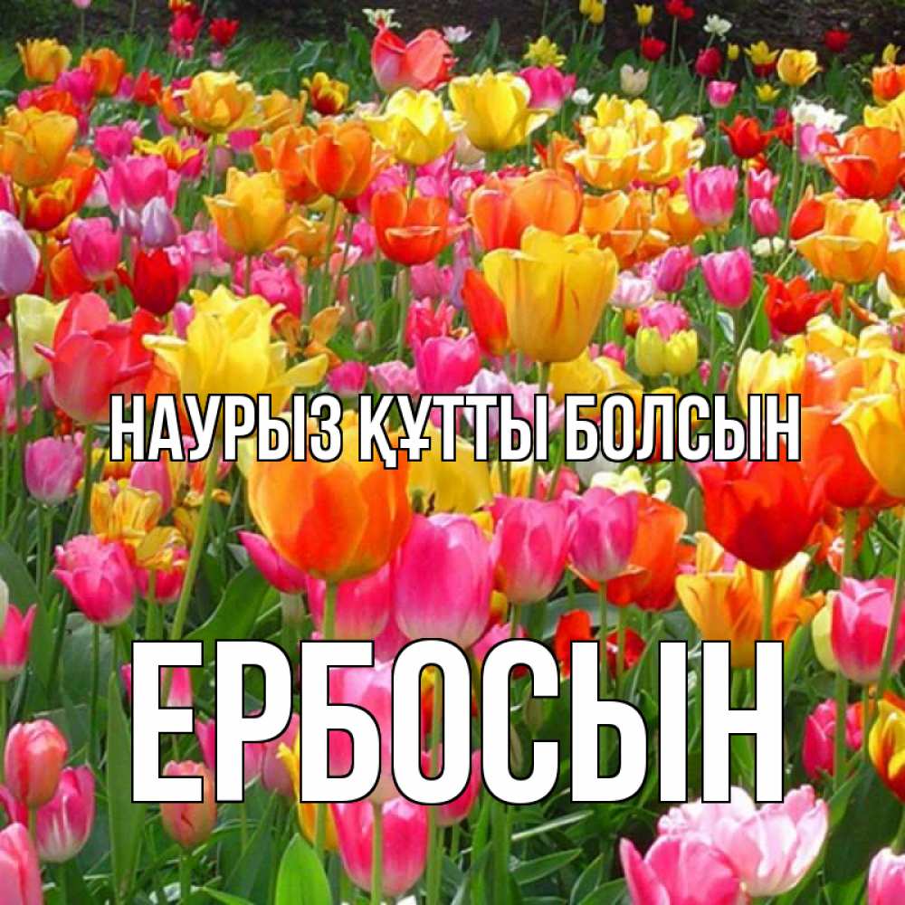 Күн сайын ашық хат с именем, Ербосын Наурыз құтты болсын на наурыз  ура ура Онлайн тегін жүктеп алу тілектері бар керемет карта 