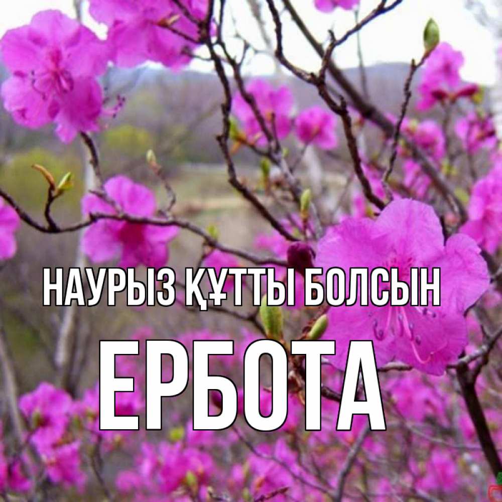 Күн сайын ашық хат с именем, Ербота Наурыз құтты болсын наурыз мейрамы кутты болсын Онлайн тегін жүктеп алу тілектері бар керемет карта 