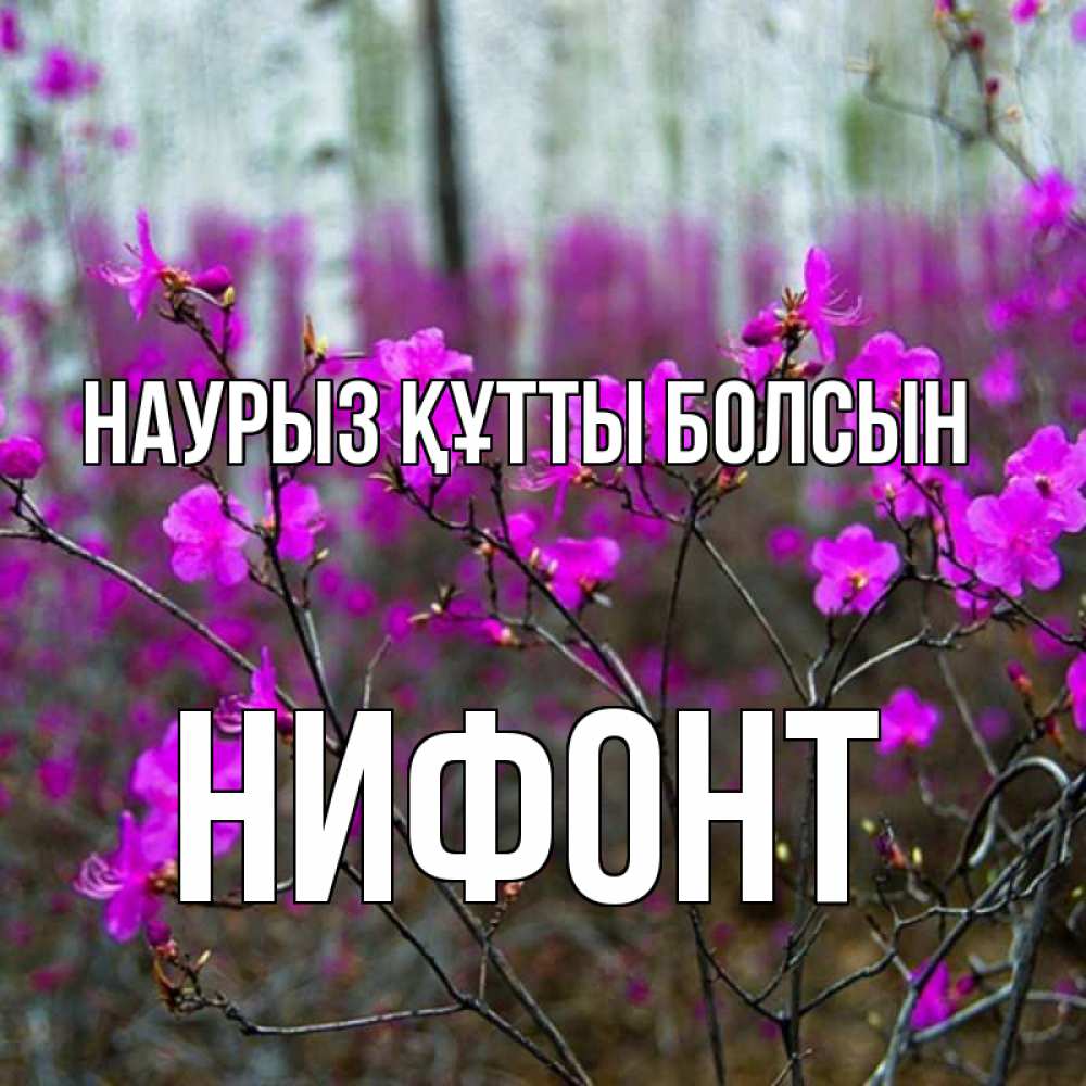 Күн сайын ашық хат с именем, Нифонт Наурыз құтты болсын дикие цветы Онлайн тегін жүктеп алу тілектері бар керемет карта 