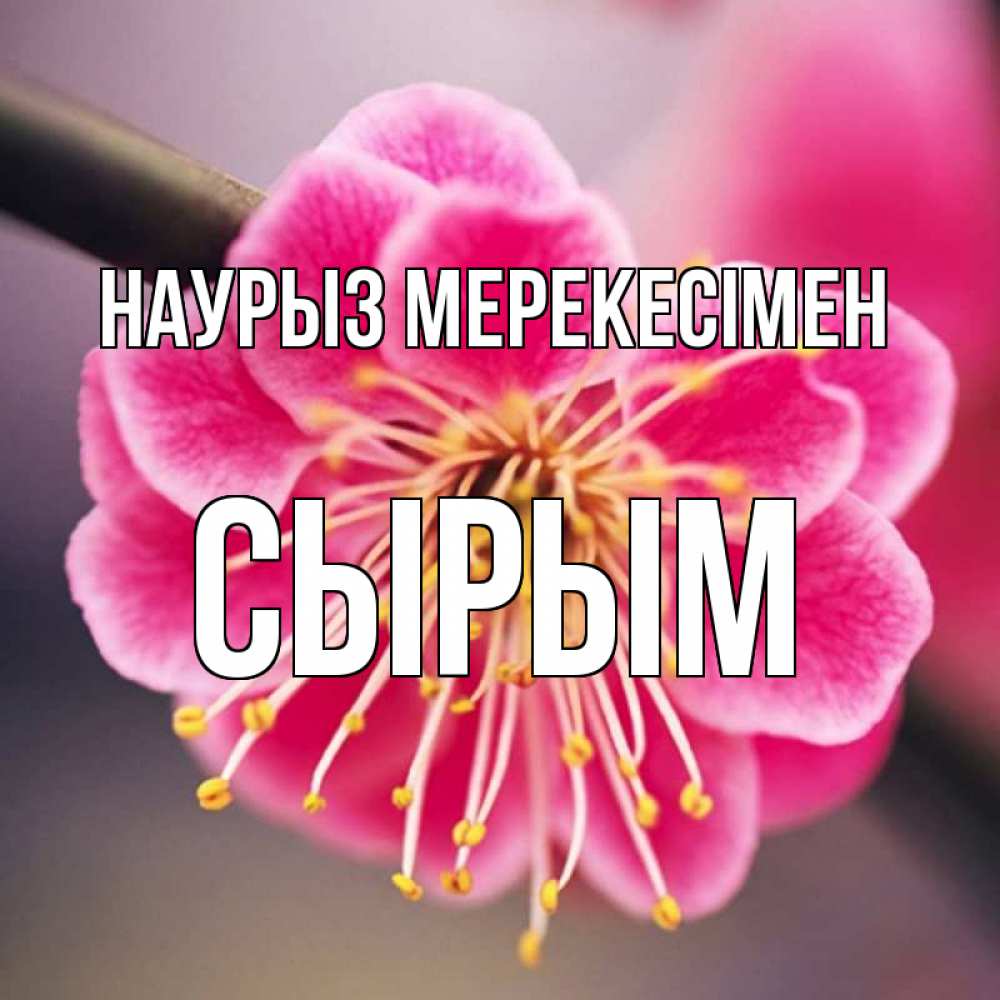 Күн сайын ашық хат с именем, СЫРЫМ Наурыз мерекесімен цветы Онлайн тегін жүктеп алу тілектері бар керемет карта 
