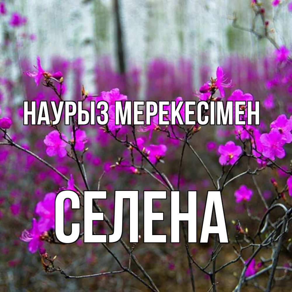 Күн сайын ашық хат с именем, Селена Наурыз мерекесімен дикие цветы Онлайн тегін жүктеп алу тілектері бар керемет карта 