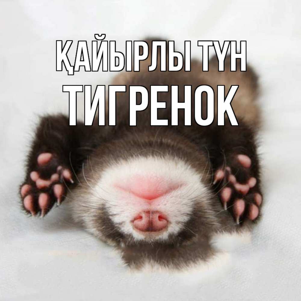 Күн сайын ашық хат с именем, Тигренок Қайырлы түн зверек Онлайн тегін жүктеп алу тілектері бар керемет карта 