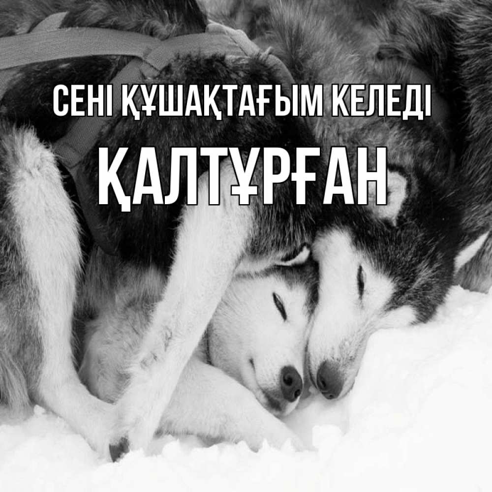 Күн сайын ашық хат с именем, ҚАЛТҰРҒАН сені құшақтағым келеді собачки в упряжке Онлайн тегін жүктеп алу тілектері бар керемет карта 