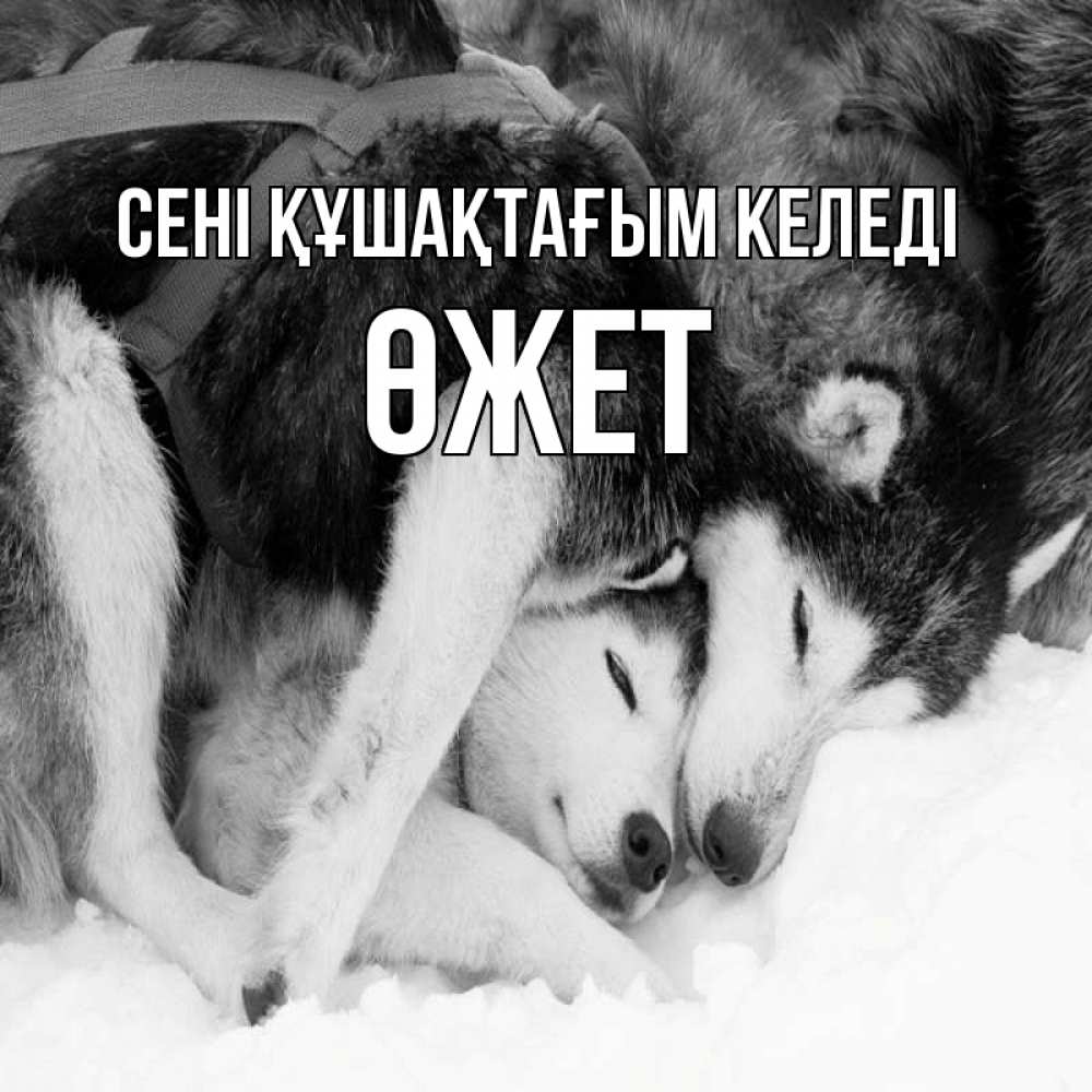 Күн сайын ашық хат с именем, ӨЖЕТ сені құшақтағым келеді собачки в упряжке Онлайн тегін жүктеп алу тілектері бар керемет карта 