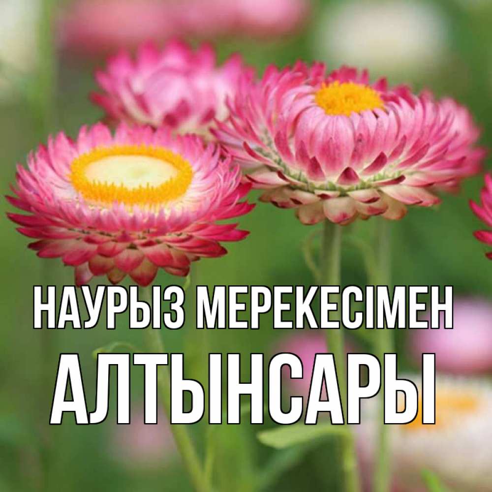 Күн сайын ашық хат с именем, Алтынсары Наурыз мерекесімен подарок на международный женский день Онлайн тегін жүктеп алу тілектері бар керемет карта 