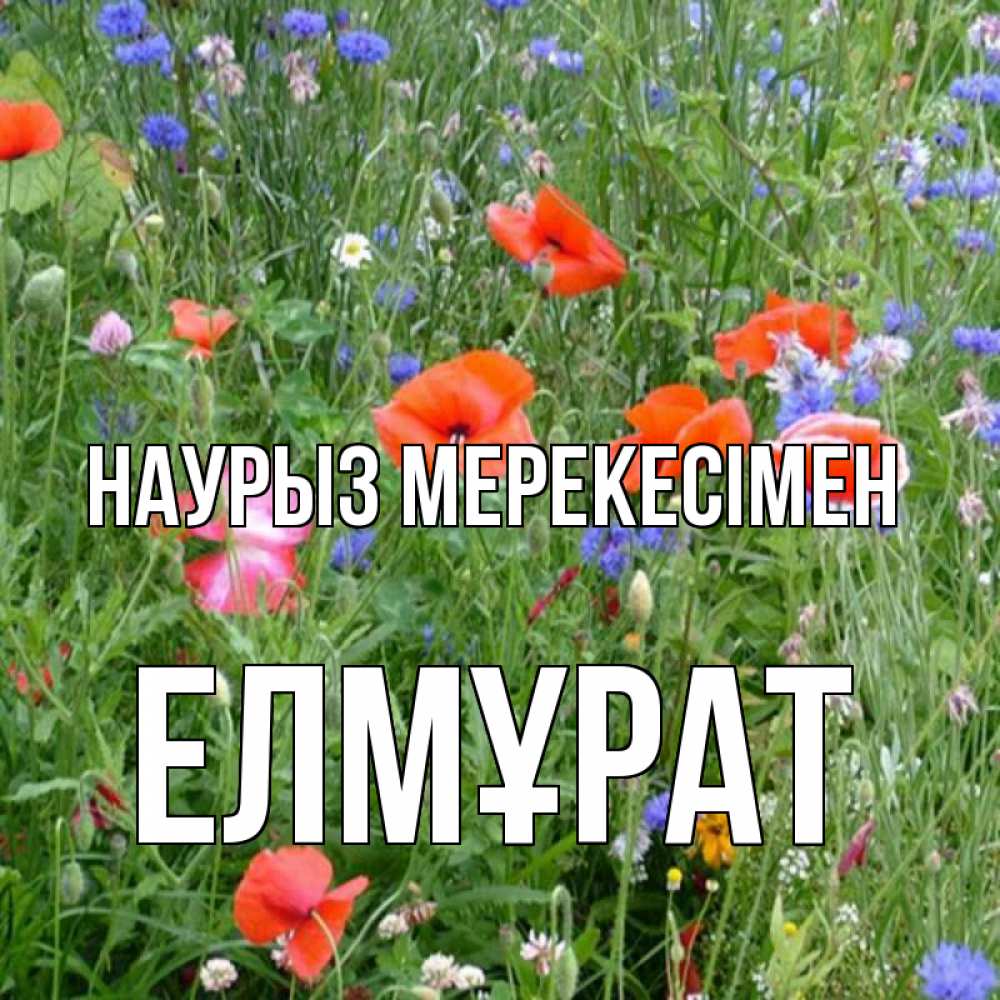 Күн сайын ашық хат с именем, Елмұрат Наурыз мерекесімен праздник весны наурыз супер открытка Онлайн тегін жүктеп алу тілектері бар керемет карта 
