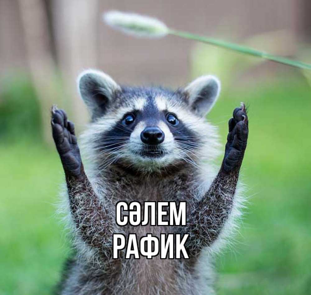 Күн сайын ашық хат с именем, РАФИК Сәлем животные Онлайн тегін жүктеп алу тілектері бар керемет карта 