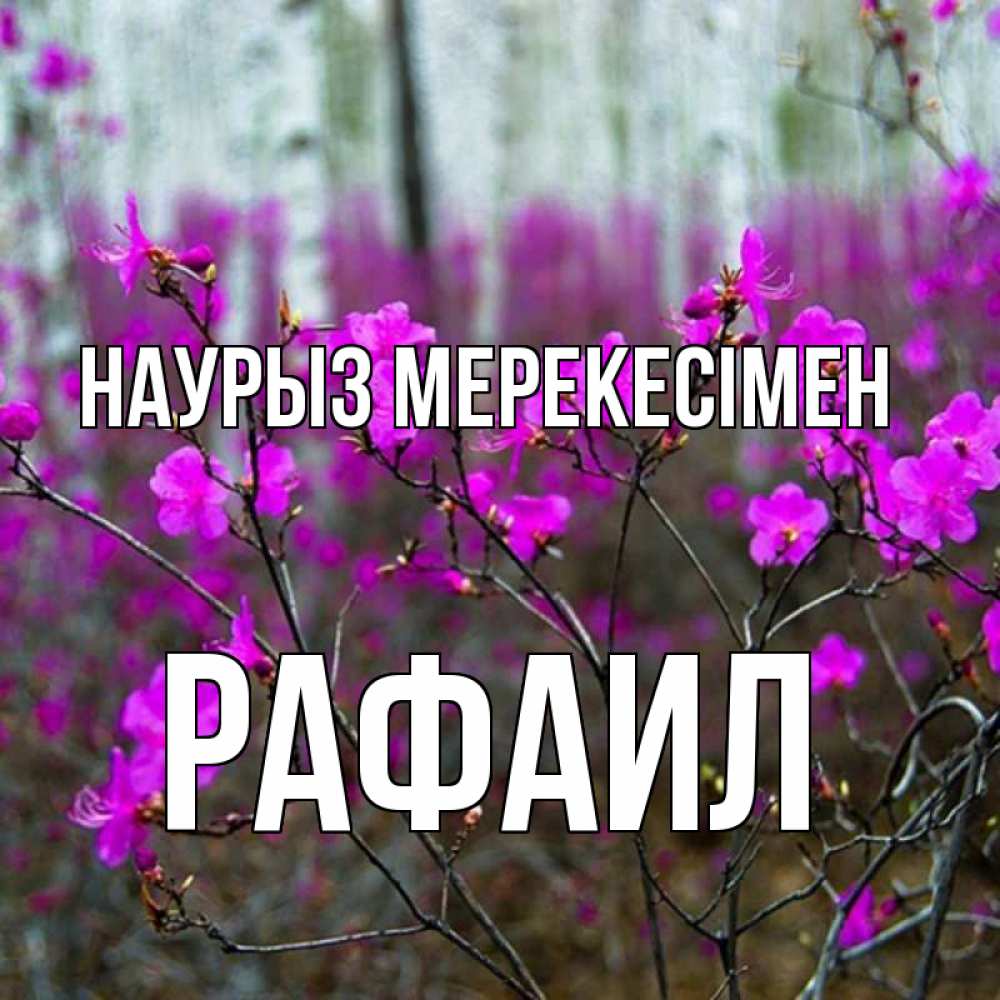 Күн сайын ашық хат с именем, Рафаил Наурыз мерекесімен дикие цветы Онлайн тегін жүктеп алу тілектері бар керемет карта 