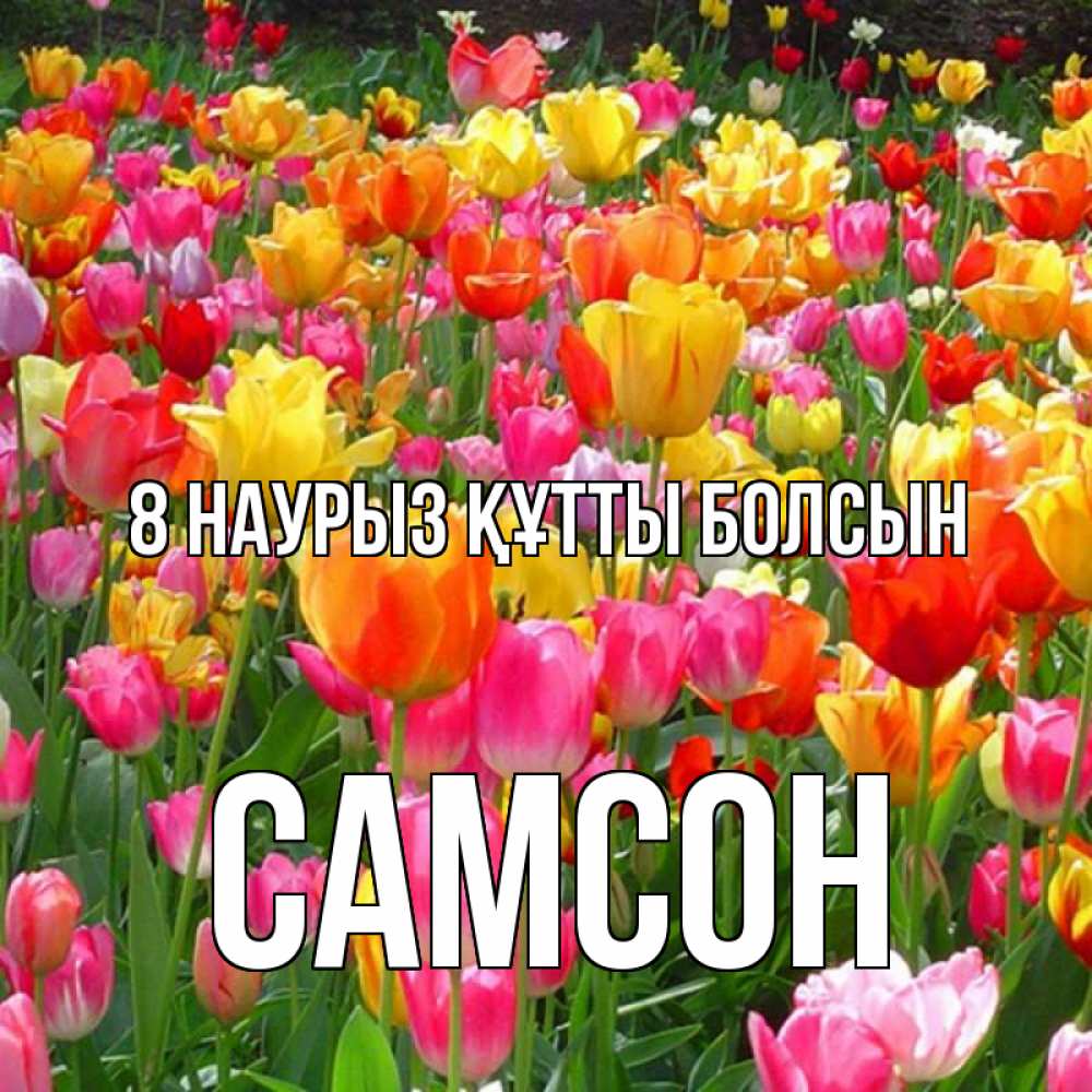Күн сайын ашық хат с именем, Самсон 8 наурыз құтты болсын на международный женский день Онлайн тегін жүктеп алу тілектері бар керемет карта 