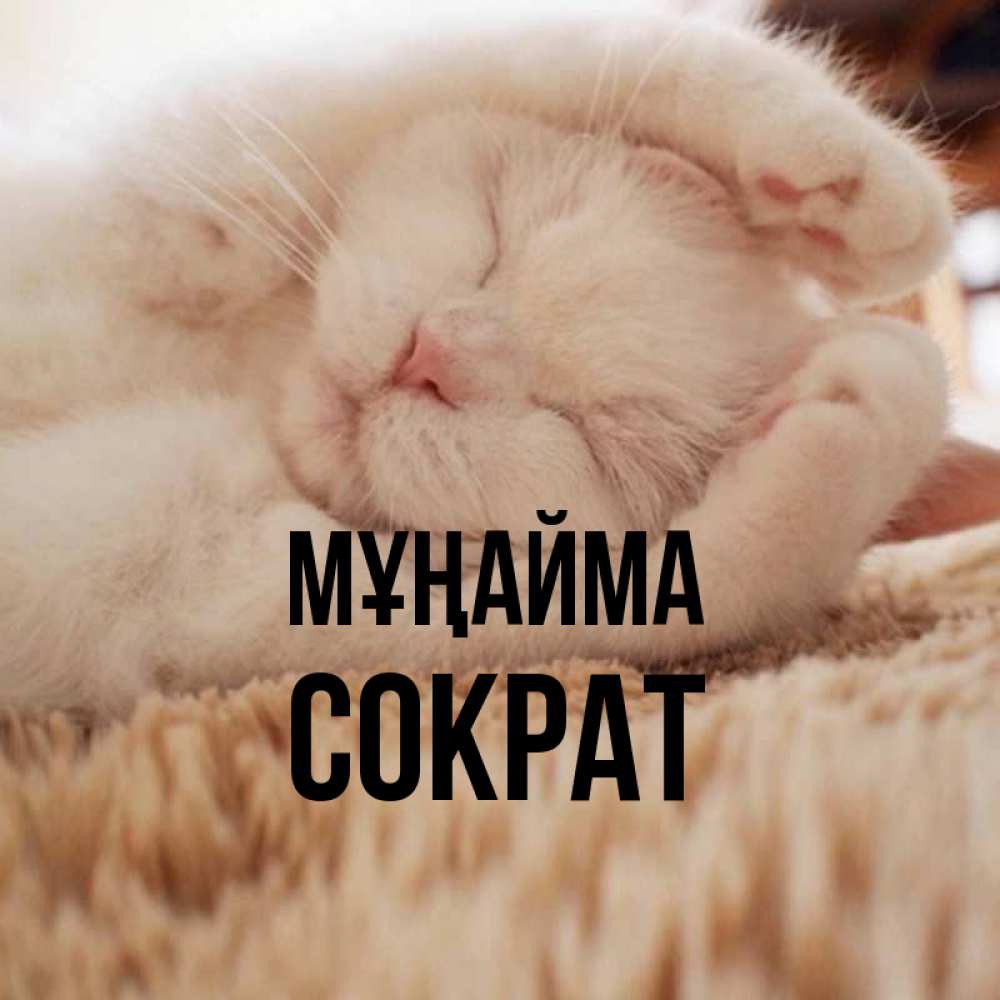 Күн сайын ашық хат с именем, Сократ Мұңайма Котенок спит Онлайн тегін жүктеп алу тілектері бар керемет карта 