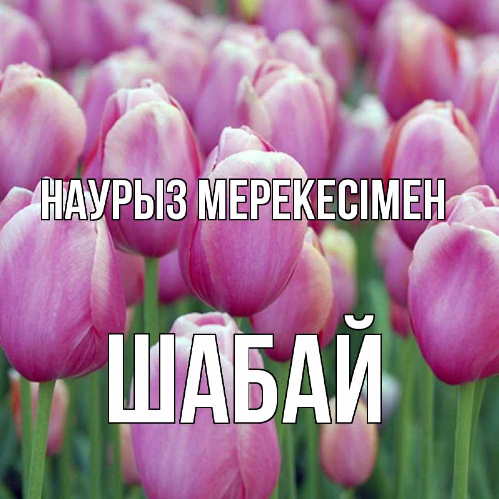 Күн сайын ашық хат с именем, ШАБАЙ Наурыз мерекесімен праздник весны наурыз 69 Онлайн тегін жүктеп алу тілектері бар керемет карта 