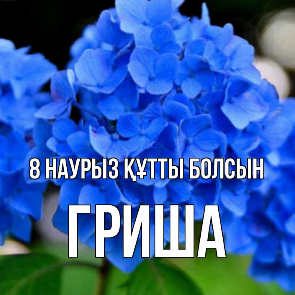 Күн сайын ашық хат с именем, Гриша 8 наурыз құтты болсын синие цветы Онлайн тегін жүктеп алу тілектері бар керемет карта 