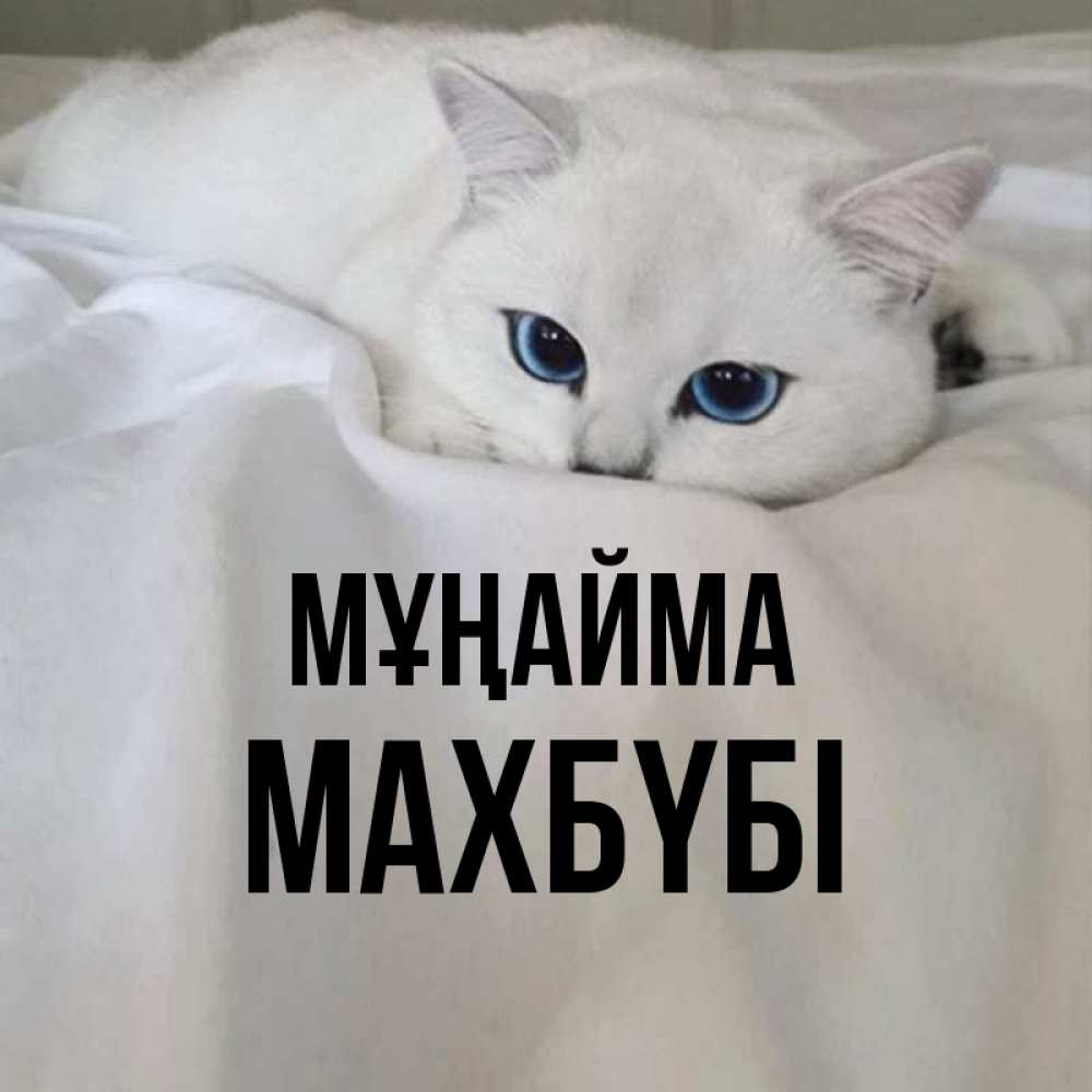 Күн сайын ашық хат с именем, МАХБҮБІ Мұңайма Голубоглазая кошка Онлайн тегін жүктеп алу тілектері бар керемет карта 