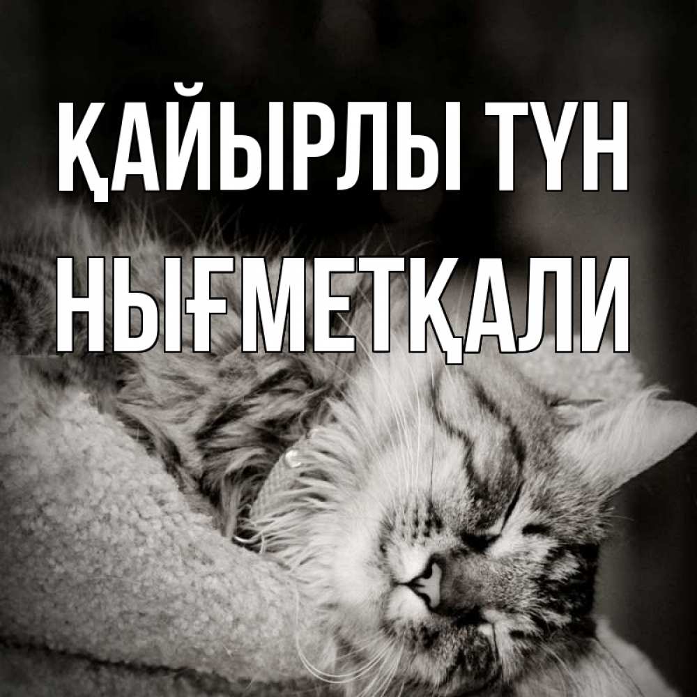 Күн сайын ашық хат с именем, НЫҒМЕТҚАЛИ Қайырлы түн котярик пушистый Онлайн тегін жүктеп алу тілектері бар керемет карта 