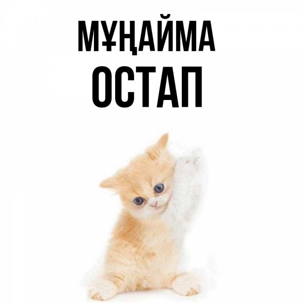 Күн сайын ашық хат с именем, Остап Мұңайма просящий кот Онлайн тегін жүктеп алу тілектері бар керемет карта 