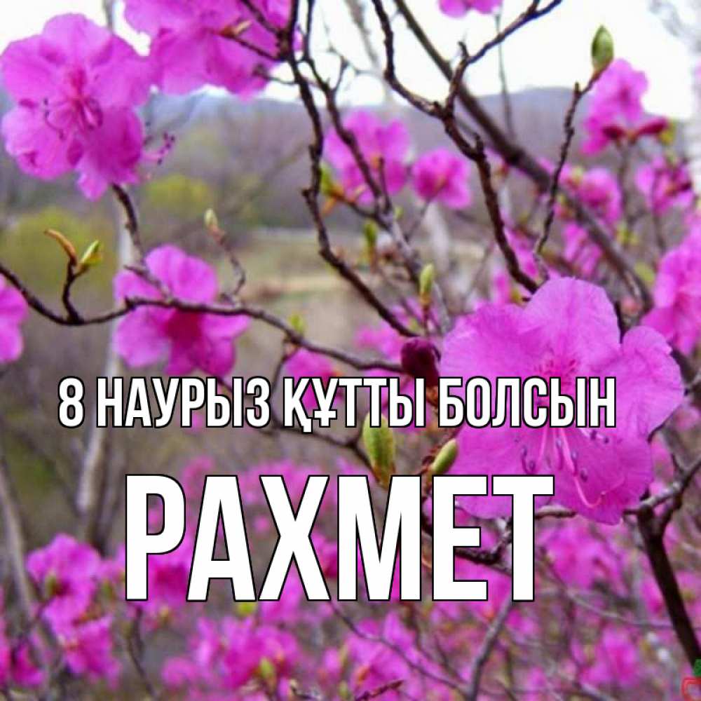Күн сайын ашық хат с именем, РАХМЕТ 8 наурыз құтты болсын международный женский день Онлайн тегін жүктеп алу тілектері бар керемет карта 