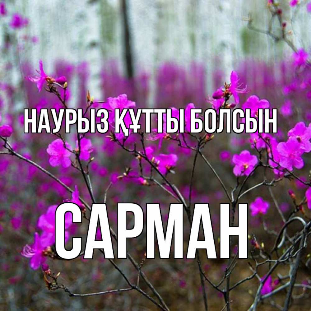 Күн сайын ашық хат с именем, САРМАН Наурыз құтты болсын дикие цветы Онлайн тегін жүктеп алу тілектері бар керемет карта 
