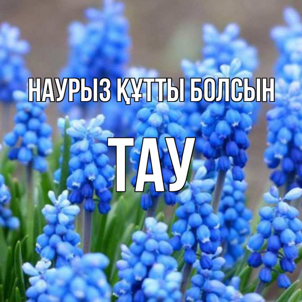 Күн сайын ашық хат с именем, ТАУ Наурыз құтты болсын Поздравительная открытка для женщин с цветами на праздничную дату Онлайн тегін жүктеп алу тілектері бар керемет карта 