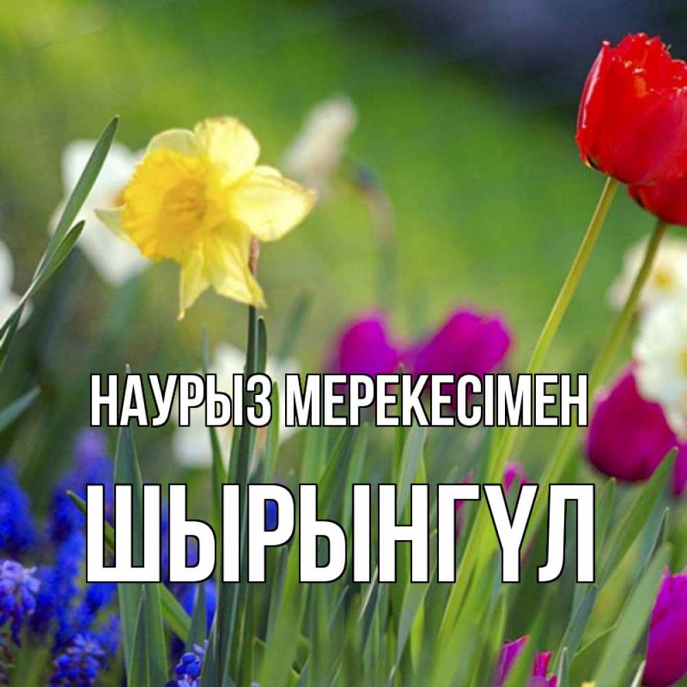 Күн сайын ашық хат с именем, ШЫРЫНГҮЛ Наурыз мерекесімен праздник весны наурыз 3 Онлайн тегін жүктеп алу тілектері бар керемет карта 