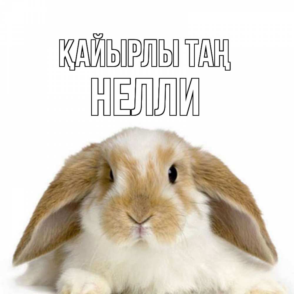 Күн сайын ашық хат с именем, Нелли Қайырлы таң прикольные открытки на каждый день Онлайн тегін жүктеп алу тілектері бар керемет карта 