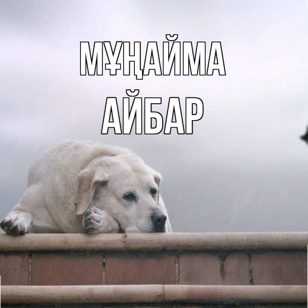 Күн сайын ашық хат с именем, Айбар Мұңайма белый пес 1 Онлайн тегін жүктеп алу тілектері бар керемет карта 