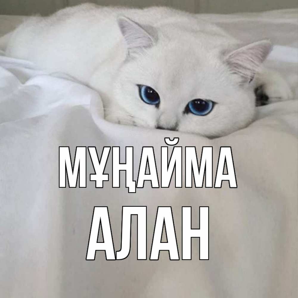 Күн сайын ашық хат с именем, Алан Мұңайма белый кот с голубыми глазами на белоснежной кровати Онлайн тегін жүктеп алу тілектері бар керемет карта 