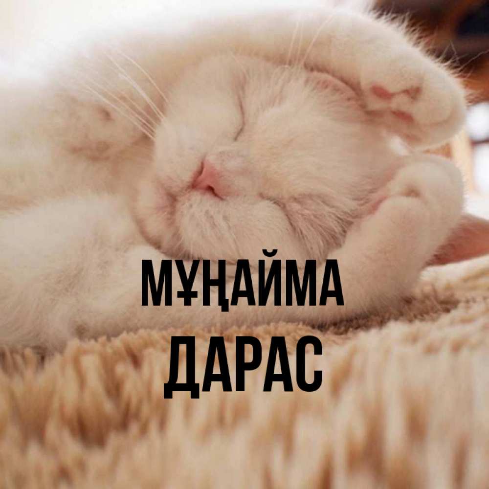Күн сайын ашық хат с именем, Дарас Мұңайма Котенок спит Онлайн тегін жүктеп алу тілектері бар керемет карта 