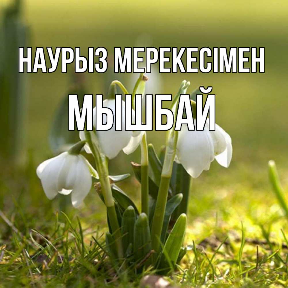 Күн сайын ашық хат с именем, МЫШБАЙ Наурыз мерекесімен ранние цветы 2 Онлайн тегін жүктеп алу тілектері бар керемет карта 