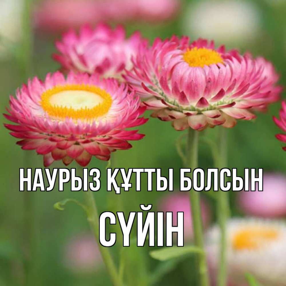 Күн сайын ашық хат с именем, СҮЙІН Наурыз құтты болсын подарок на международный женский день Онлайн тегін жүктеп алу тілектері бар керемет карта 