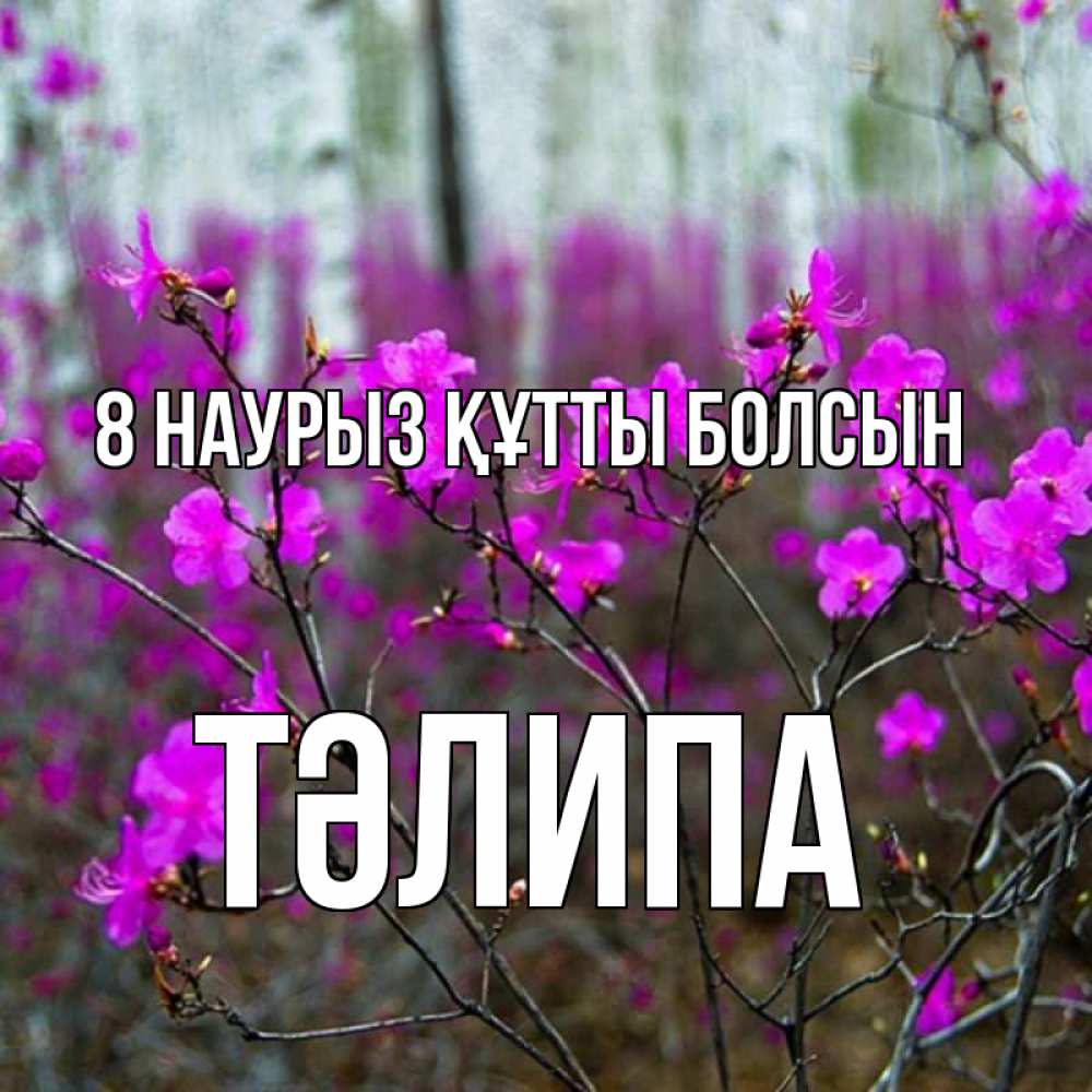 Күн сайын ашық хат с именем, ТӘЛИПА 8 наурыз құтты болсын дикие цветы Онлайн тегін жүктеп алу тілектері бар керемет карта 