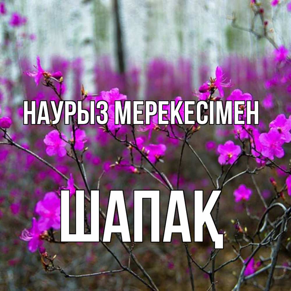 Күн сайын ашық хат с именем, ШАПАҚ Наурыз мерекесімен дикие цветы Онлайн тегін жүктеп алу тілектері бар керемет карта 