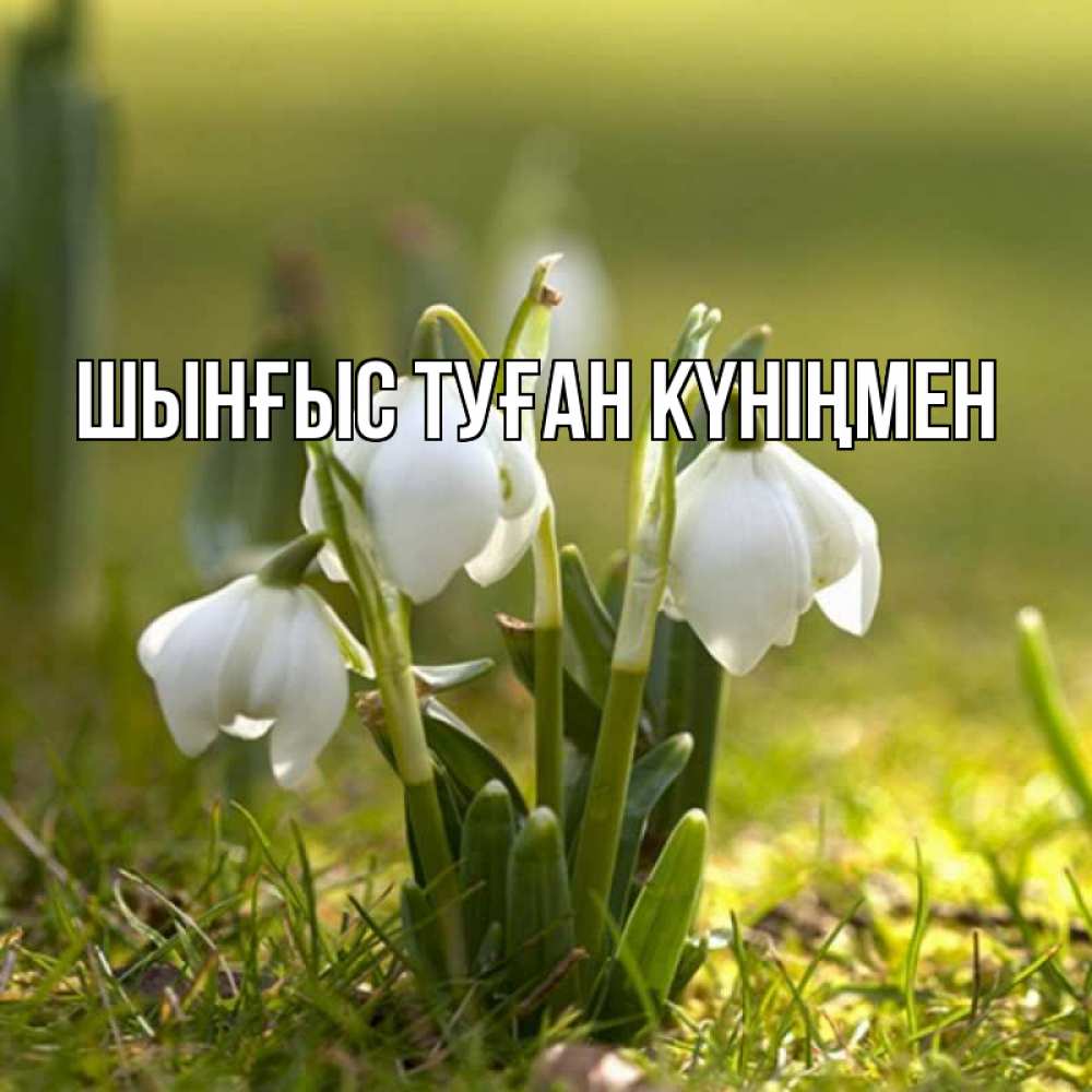Картинка  с именем , ШЫНҒЫС! ТУҒАН КҮНІҢМЕН!